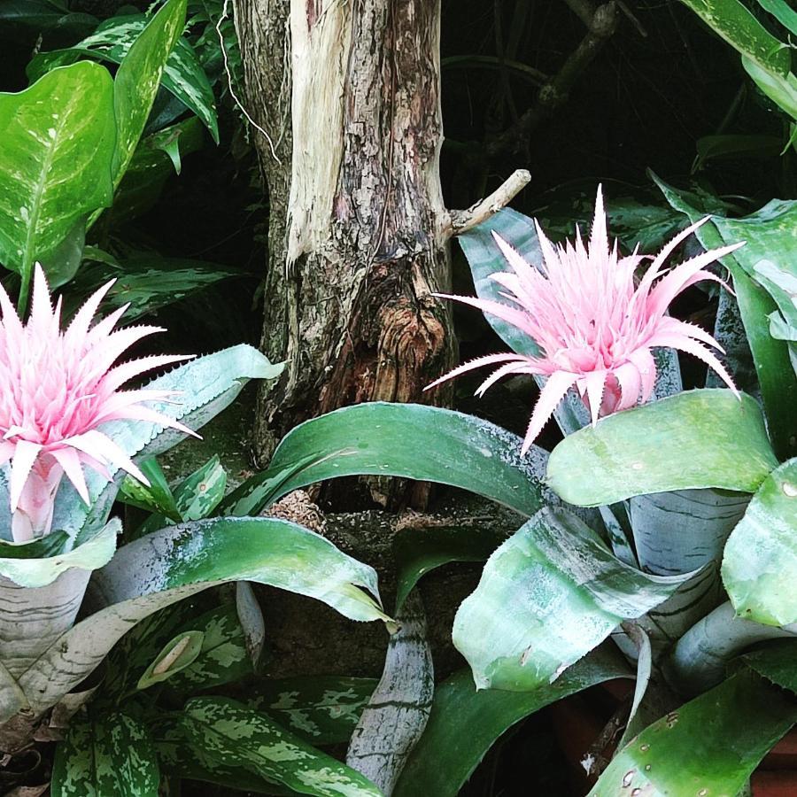 Recanto Toca Das Plantas De Ilhabela II Kültér fotó