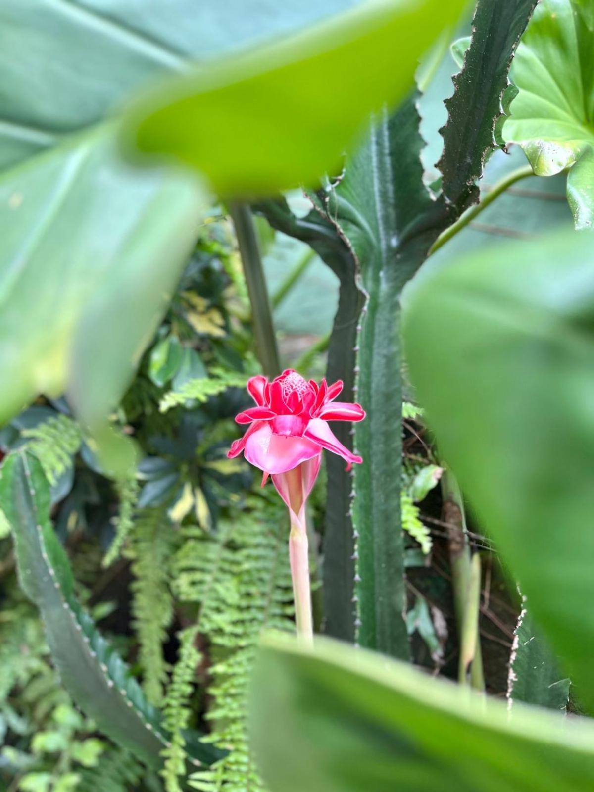 Recanto Toca Das Plantas De Ilhabela II Kültér fotó