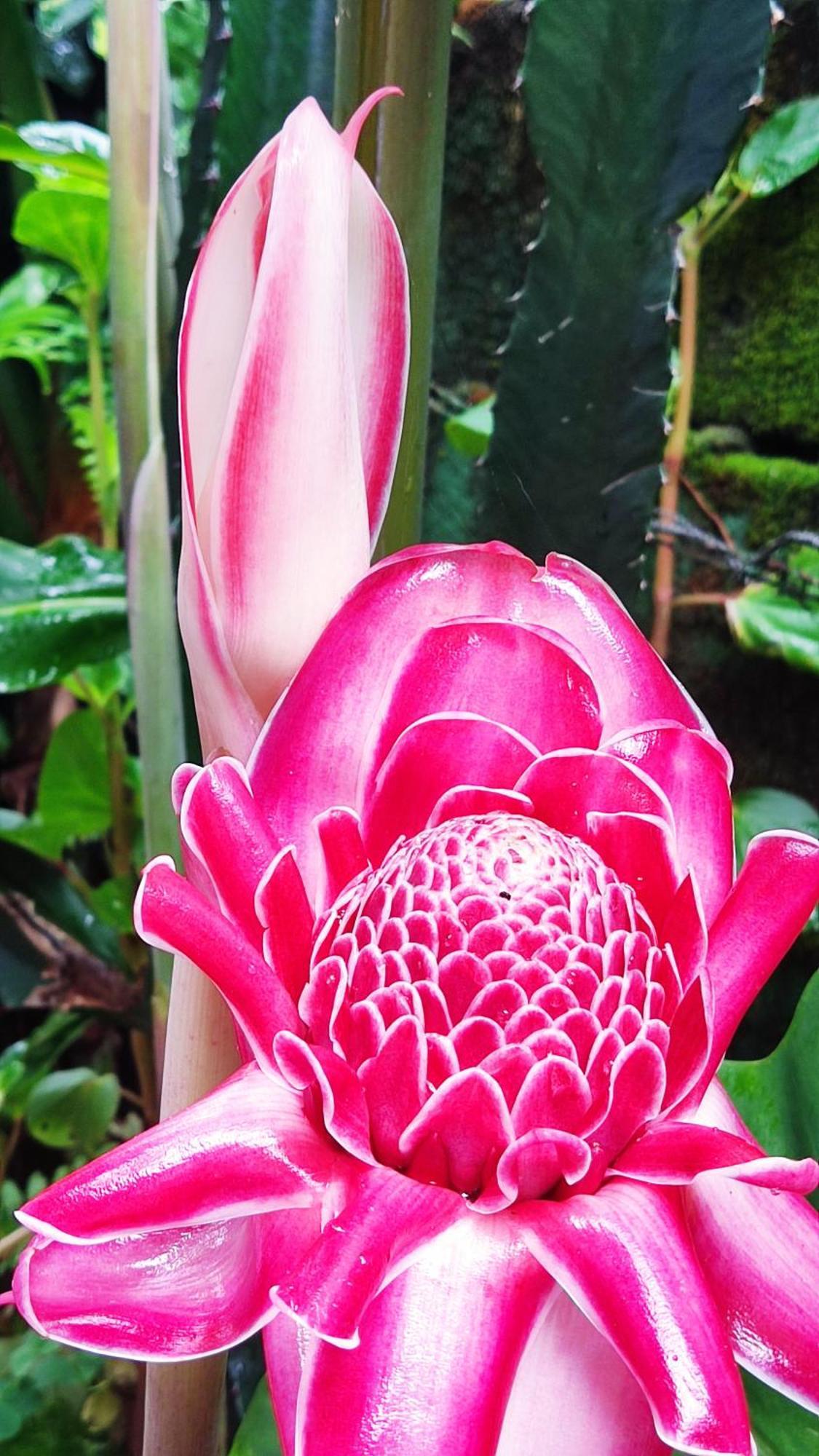 Recanto Toca Das Plantas De Ilhabela II Kültér fotó