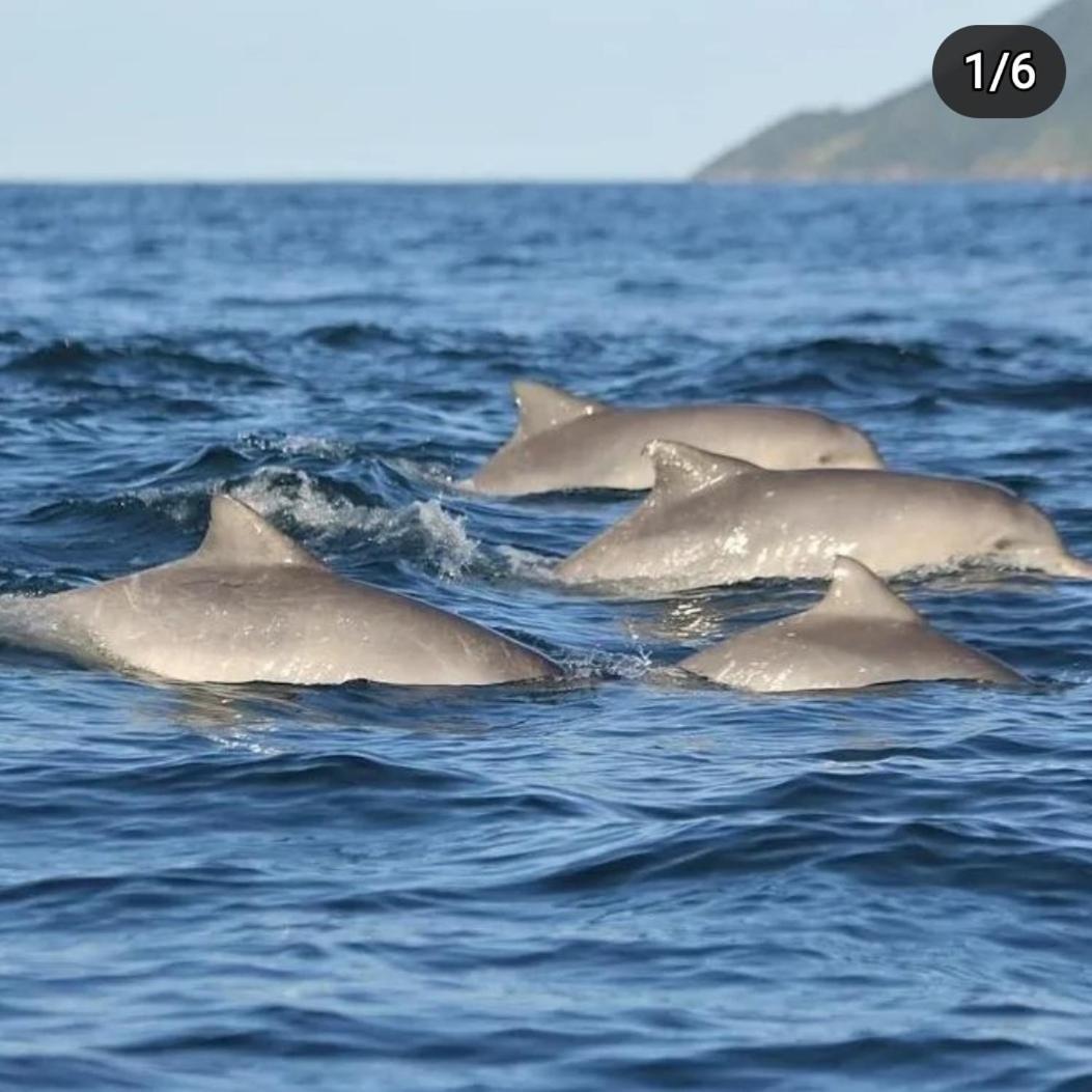 Recanto Toca Das Plantas De Ilhabela II Kültér fotó