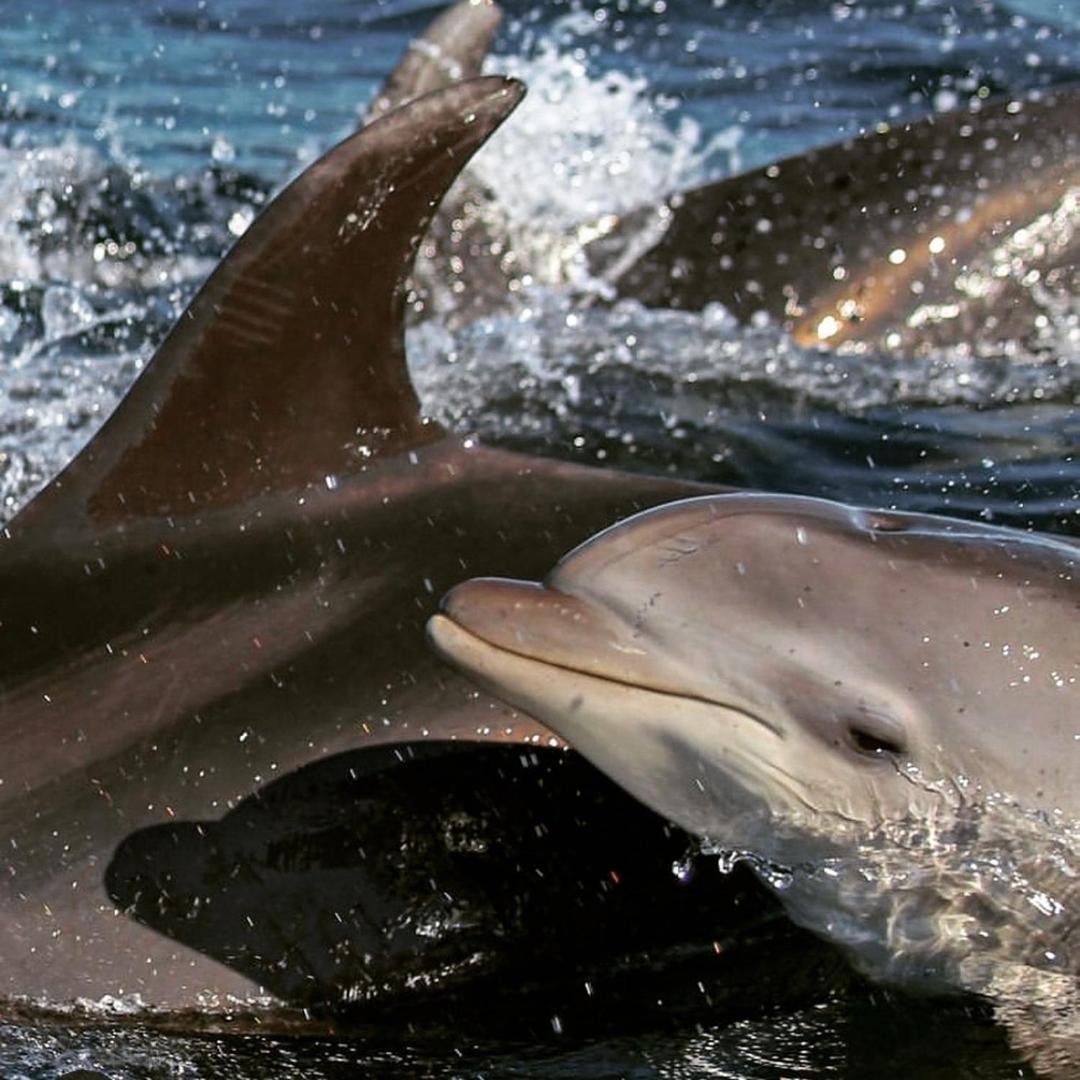 Recanto Toca Das Plantas De Ilhabela II Kültér fotó