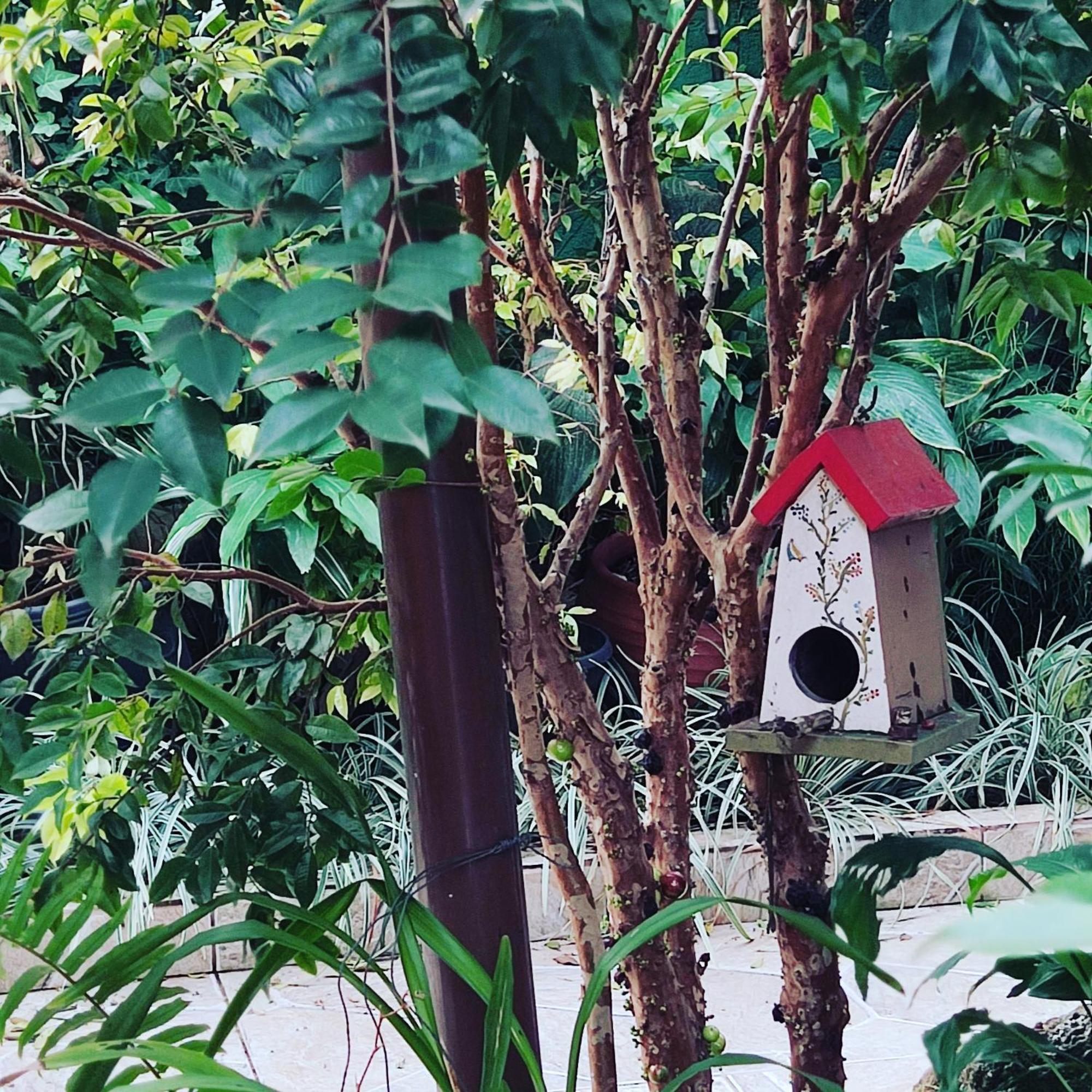 Recanto Toca Das Plantas De Ilhabela II Kültér fotó